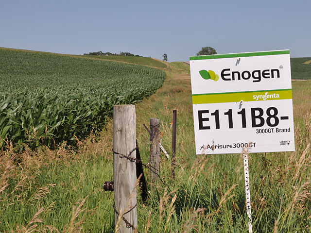The enzyme in Enogen that helps to break down starch -- a positive in ethanol production -- can be a negative for the food industry making corn chips and tortillas. That makes preventing cross-contamination of the two crops critical. (DTN file photo by Emily Unglesbee)